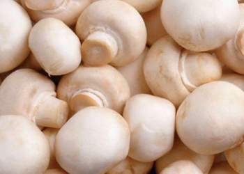 蘑菇为什么不能见光 2871483435045.jpg